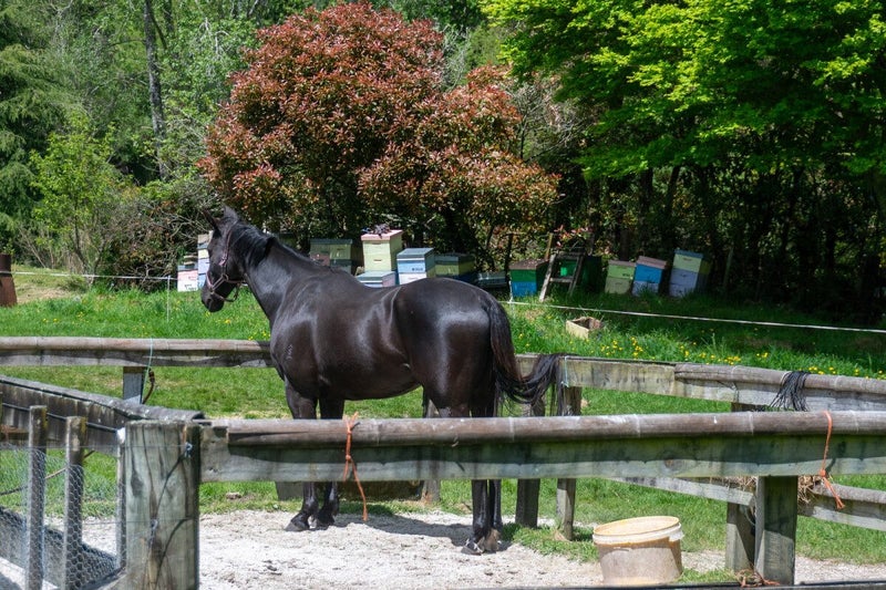 1061 Paradise Valley Road, Ngongotaha Valley - Carousel 22