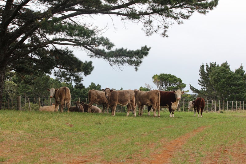 65 Williams Road, Waiuku - Carousel 1