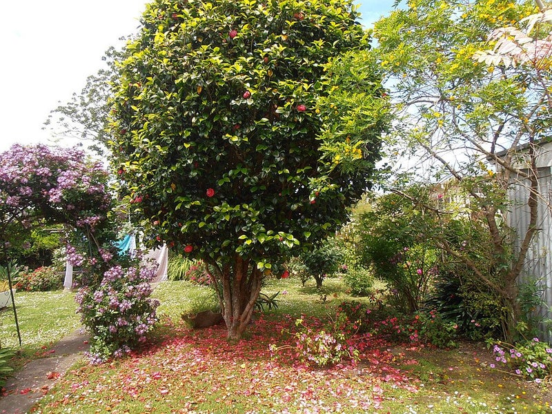 19 Croydon Road, Mount Eden, Auckland - Carousel 9