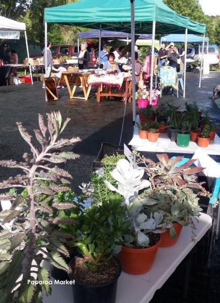 37 Pahi Road, Paparoa - Carousel 42