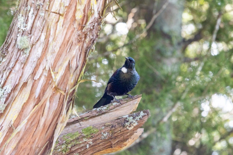 5 Rivendell Place, Warkworth, Warkworth - Carousel 20