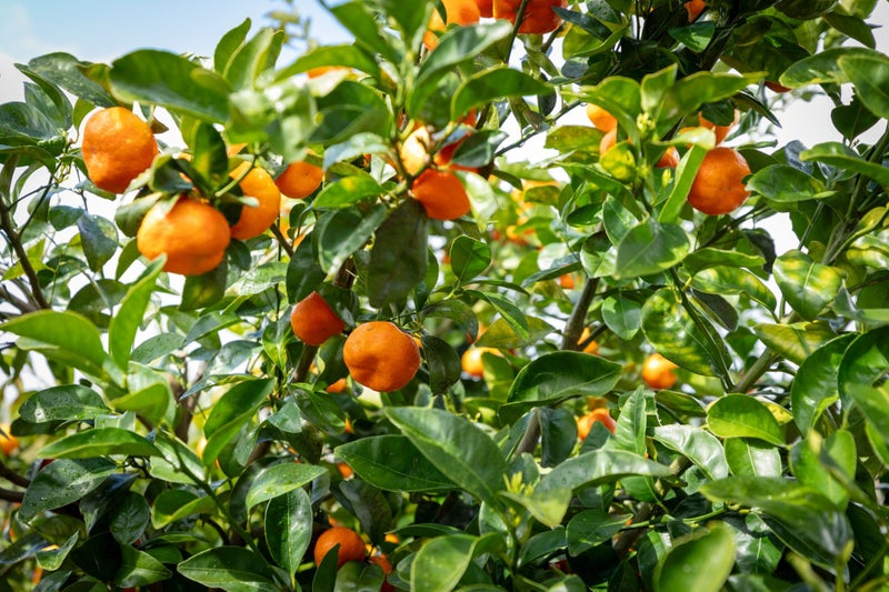 7 Sardinia Rise, Bethlehem, Tauranga - Carousel 24