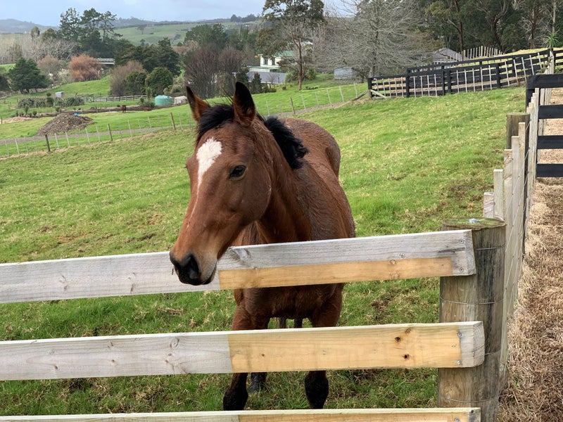 637A Ormandy Road, Whangarei - Carousel 2