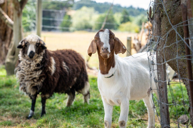 3 Lockharts Road, Waitahuna, Lawrence - Carousel 2