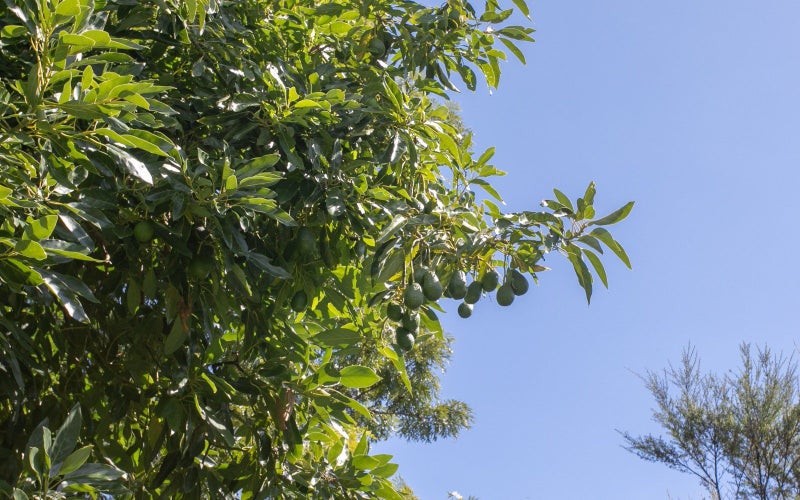 5 Rewa Rewa Valley, Tairua, Tairua - Carousel 44