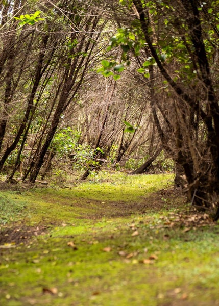 23 Birdsong Lane, Kaiwaka - Carousel 18