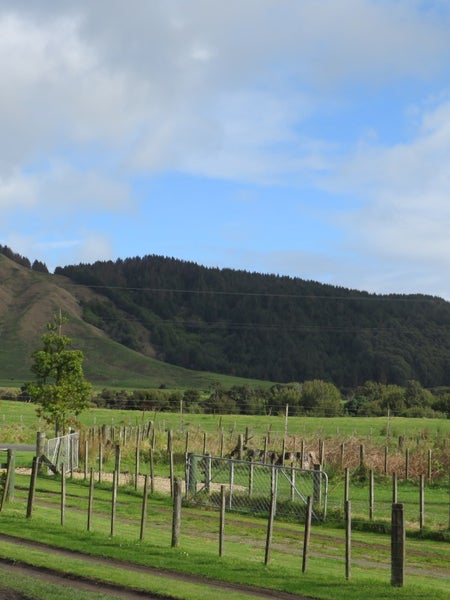 95 Lane Road, Nuhaka - Carousel 14