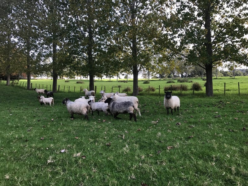 1265 Riponui Road, Kamo - Carousel 26