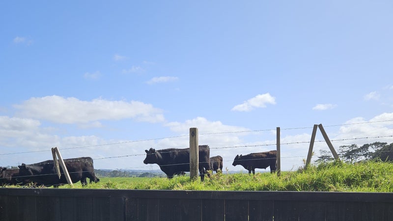 10B Kotiu Place, Massey, Auckland - Carousel 1