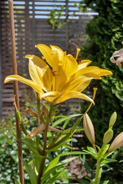 17A Churchill Street, Kensington, Whangarei - Carousel 22