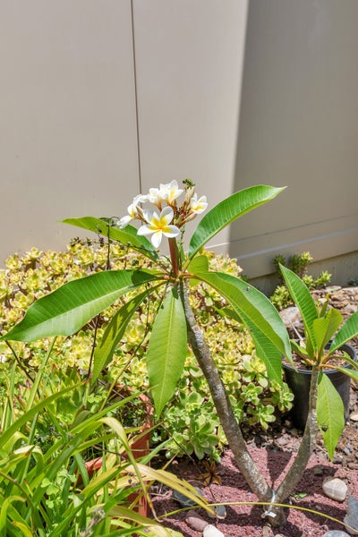 39 Lovatt Crescent, Kensington, Whangarei - Carousel 25