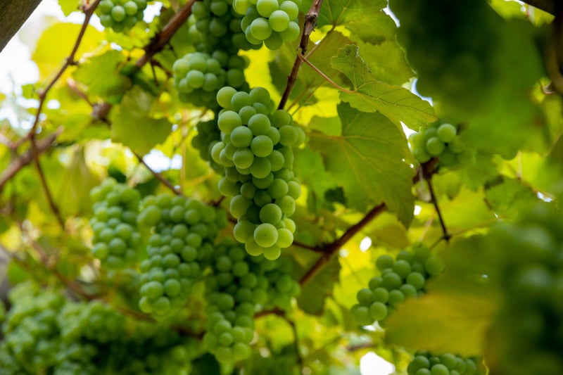 827 No 1 Road, Te Ranga, Te Puke - Carousel 41