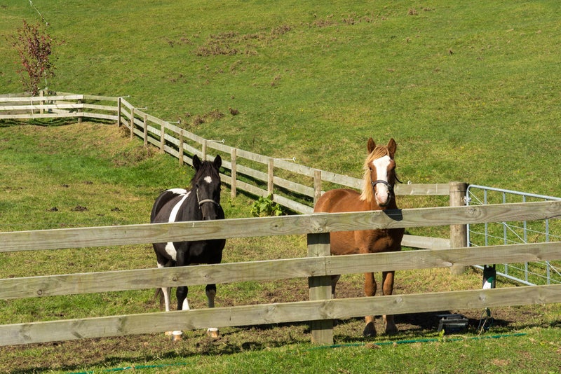 97 Ross Road, Tauranga - Carousel 19