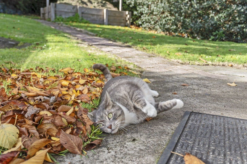 3 Stuart Place, Blagdon, New Plymouth - Carousel 27