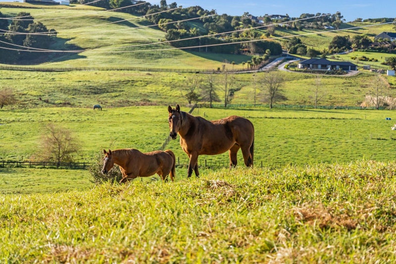 2 Nihotetea Lane, Maunu, Whangarei - Carousel 20