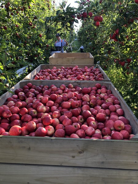 635 Awapuni Road, Matawhero, Gisborne - Carousel 2