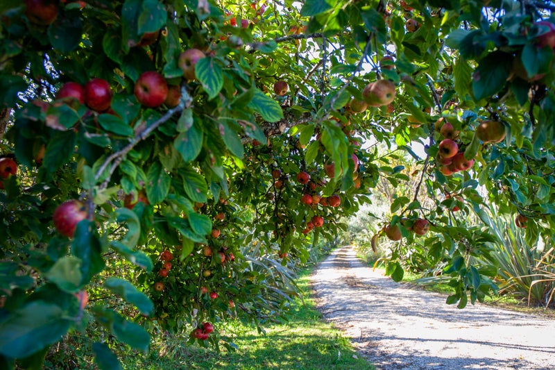 1187 Takaka-Collingwood Highway, Takaka - Carousel 26