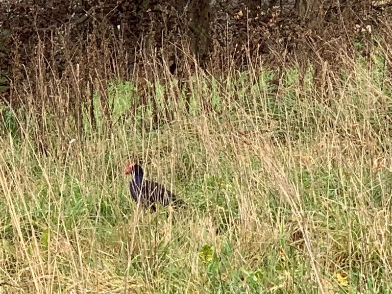 119 Atawhai Lane, Belfast, Christchurch - Carousel 12