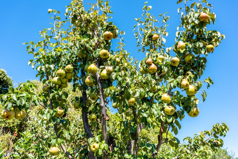 3 Turanga Street, Kaiti, Gisborne - Carousel 23