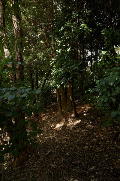 6 Waterview Road, Stanley Point, Auckland - Carousel 60