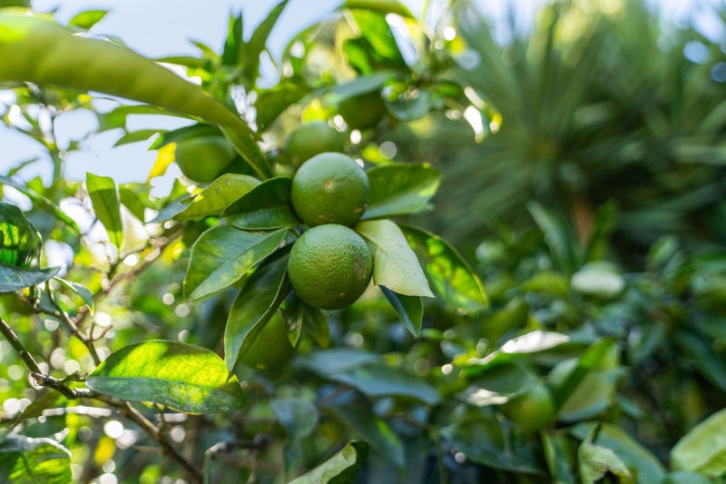 5 Hawea Place, Tikipunga, Whangarei - Carousel 23