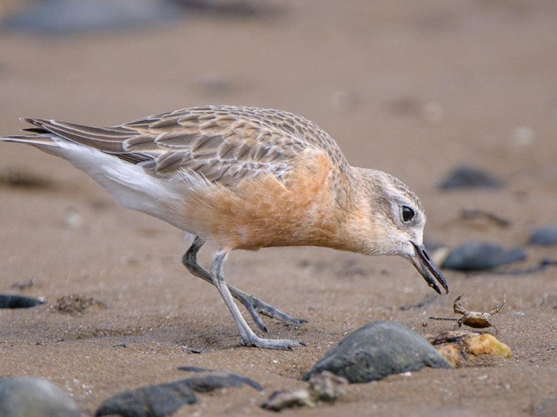 301 Tai Road, Ōpunake - Carousel 13