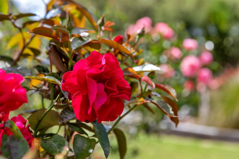 1187 Pipiwai Road, Ruatangata West, Whangarei - Carousel 32