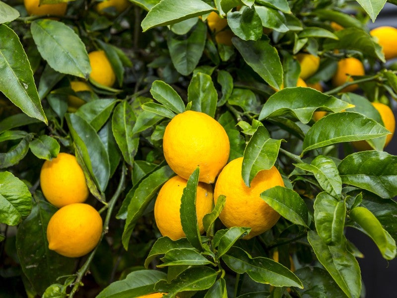 2/88A Moonshine Road, Trentham, Upper Hutt - Carousel 15