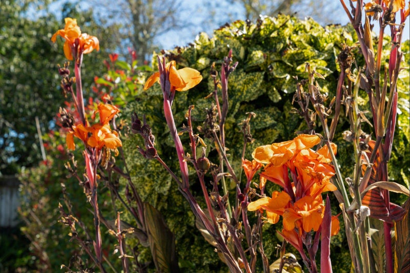 40 Humber Crescent, Gate Pa, Tauranga - Carousel 27