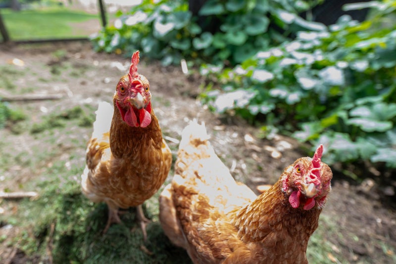 12 Mckenzie Road, Owhata, Rotorua - Carousel 29