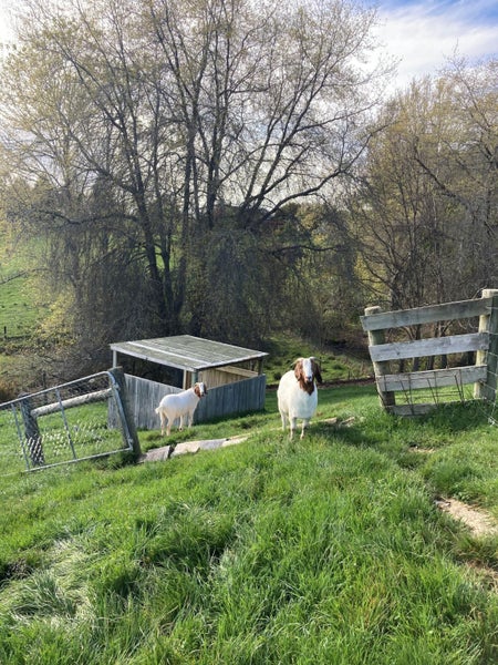 123 Maisey Road, Redwood Valley - Carousel 18