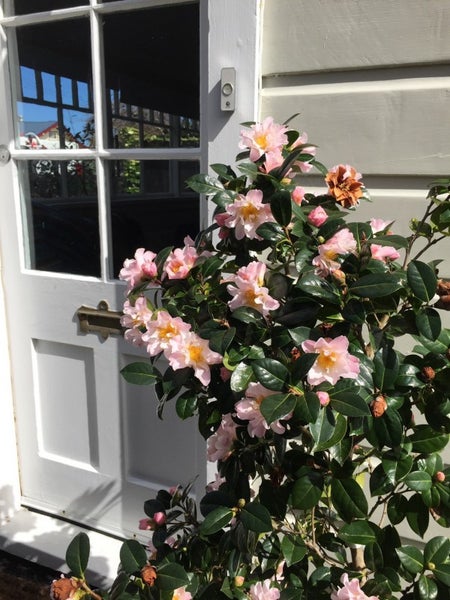 6 Miro Street, Eastbourne, Lower Hutt - Carousel 2