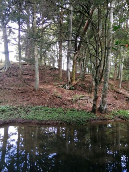 121 Springs Road, Whangarei - Carousel 17