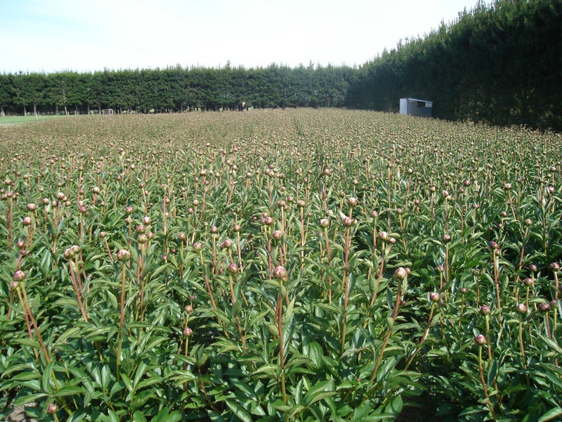 269 School Road, Rangiora - Carousel 23