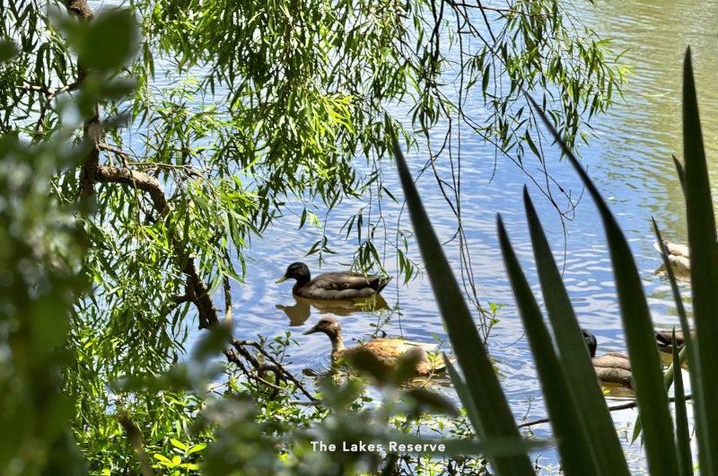 54 English Oak Drive, Schnapper Rock, Auckland - Carousel 35