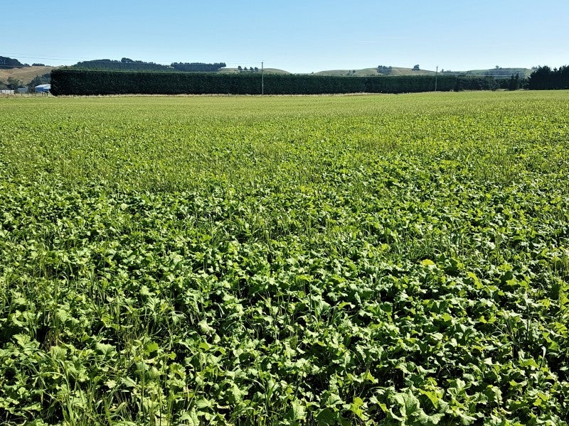 42 Shortland Road, Oamaru North, Oamaru - Carousel 1