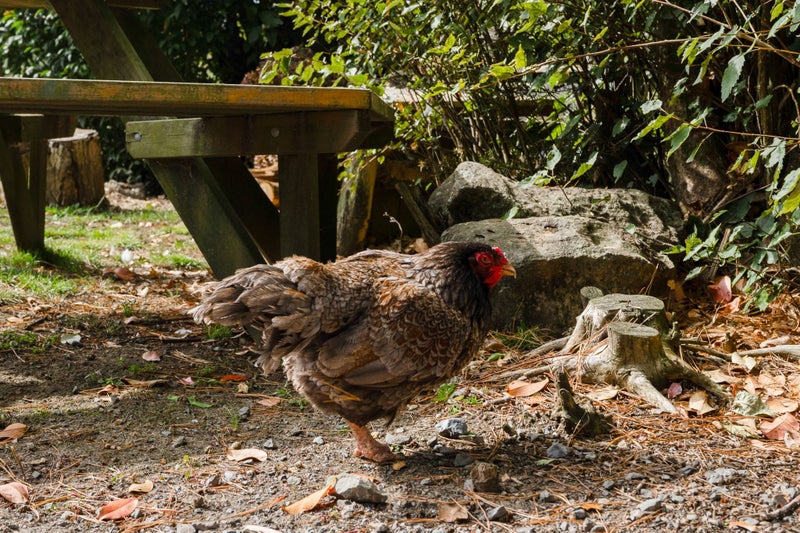 289 Otuhi Road, Whangarei - Carousel 30