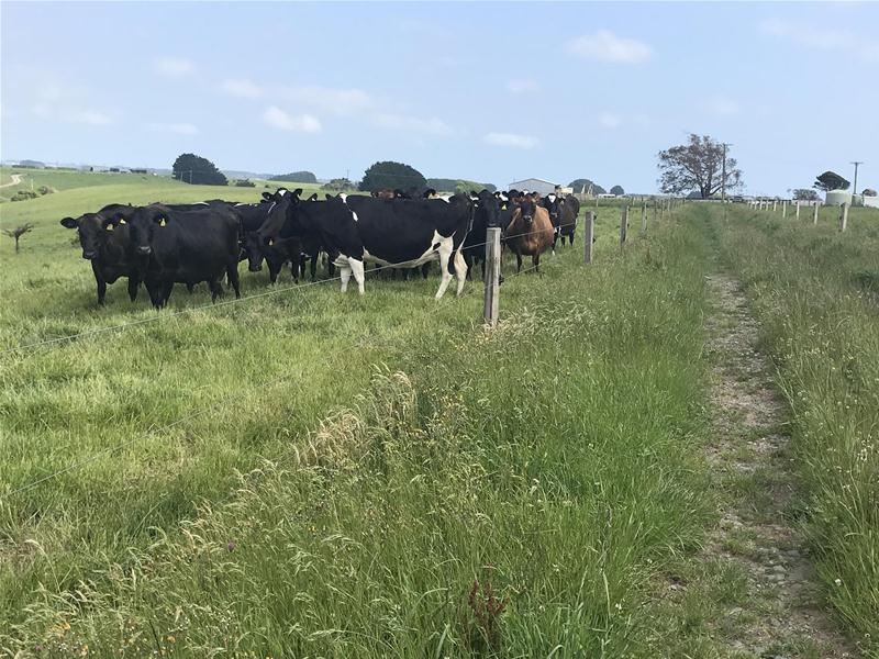 0 Normanby Road, Okaiawa, Hawera - Carousel 10