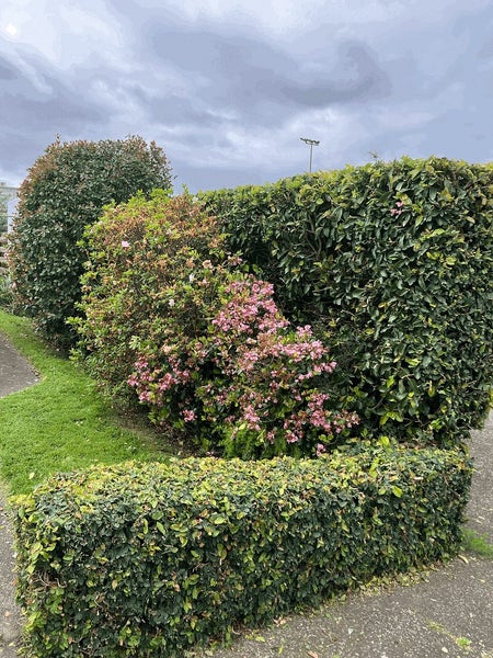 1/11 Erson Avenue, Royal Oak, Auckland - Carousel 11