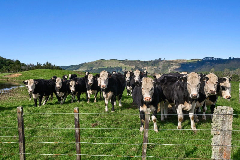 53 Burnsdale Drive, Ngongotaha Valley - Carousel 50