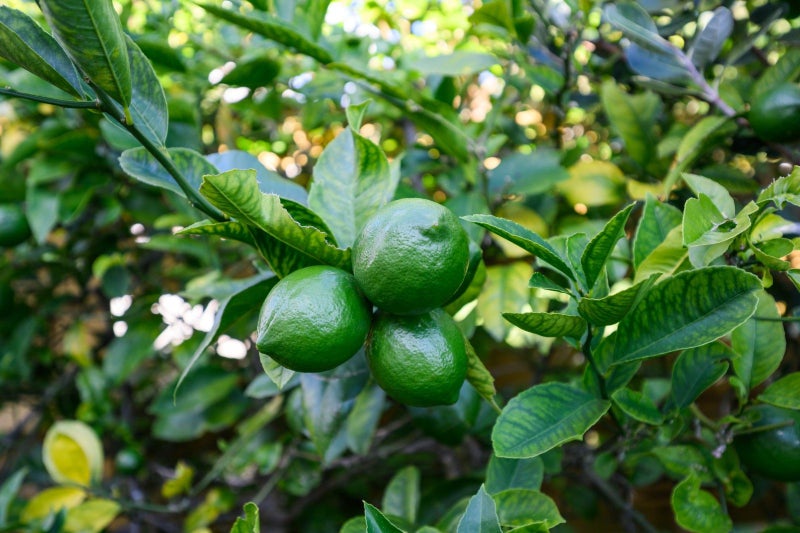 28 Buick Crescent, Awapuni, Palmerston North - Carousel 29