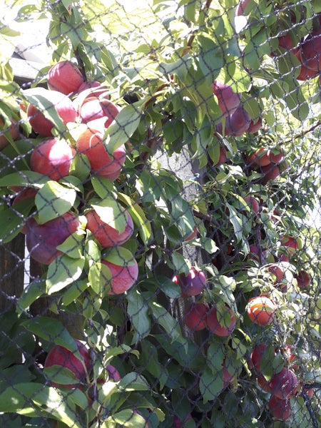 8A Carnot Street, Glenholme, Rotorua - Carousel 19