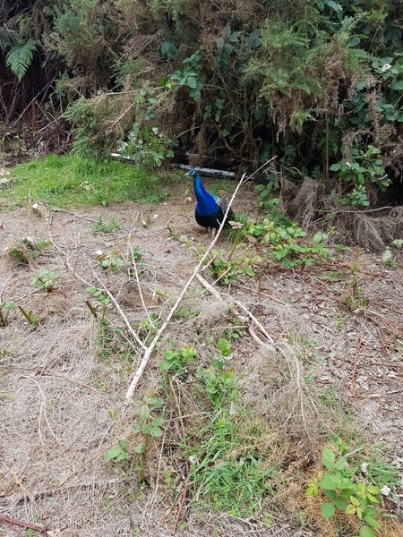 308 Normandale Road, Belmont, Lower Hutt - Carousel 10