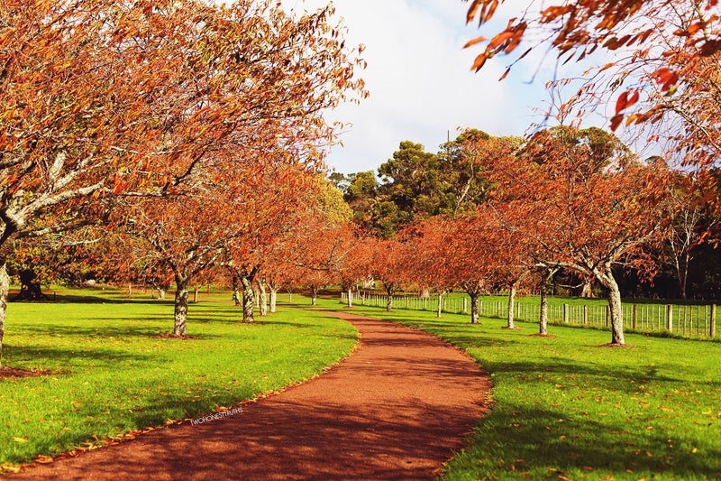 1/696 Manukau Road, Royal Oak, Auckland - Carousel 28