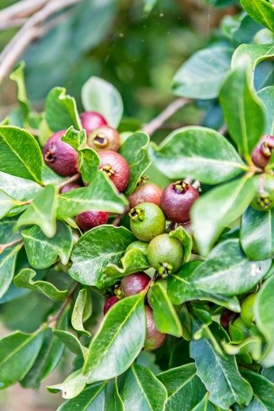 8 Raroa Terrace, Waiatarua, Auckland - Carousel 21