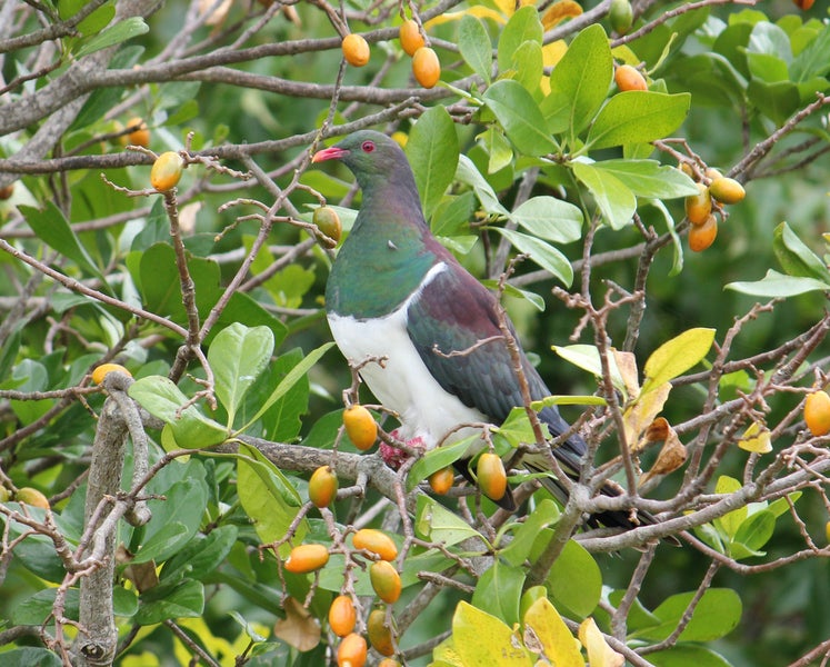 103 Ridge Road, Mahurangi East, Warkworth - Carousel 22