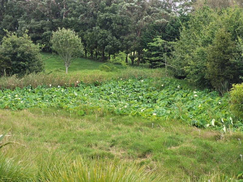 65 Rushbrook Road, Ruatangata West, Kamo - Carousel 26