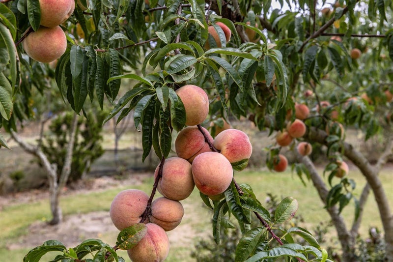 27 Loburn Whiterock Road, Rangiora - Carousel 23