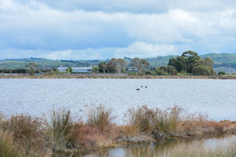 55 Watchman Road, Westshore, Napier - Carousel 14