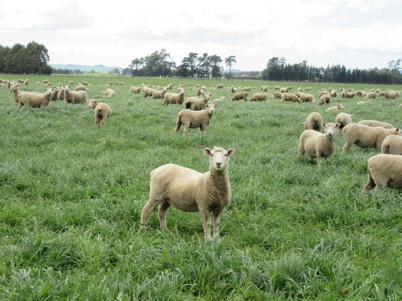 1483 Wakarara Road, Ongaonga, Ongaonga - Carousel 2